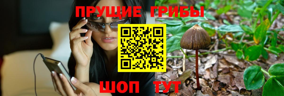 где продают   Георгиевск  Псилоцибиновые грибы MAGIC MUSHROOMS 